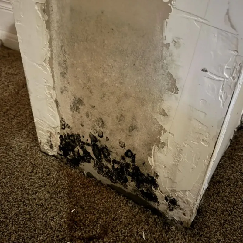 Professional Mold Removal in Kent City, MI